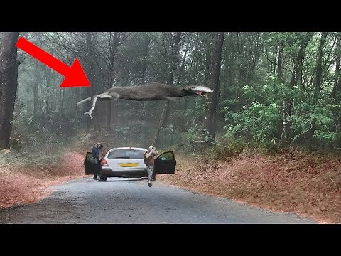 9 Most Bizarre Creatures Found In The Woods!