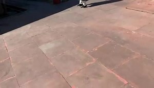 Aaja chal uth #Play #Fight #Cats | Insight Himachal