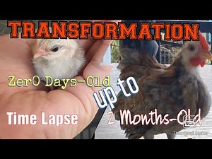 0 Days Old upto 2 months Old / Serama Chicken Hatching story