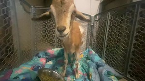 Tim needs an extensive orthopedic repair to place several pins to rebuild his femur 😭 | Outsiders Farm & Sanctuary