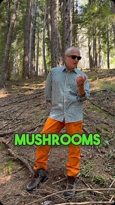 3.2K views · 18 reactions | So we’re here in a pine forest and we’re...