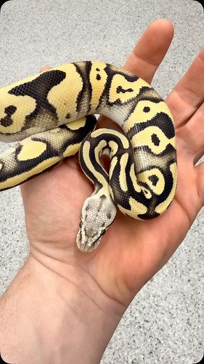 #rightonreptiles #cfsnakes #ballpythonmorphs #ballpythonsofinstagram #ballpythonbreeder #ballpython #teamultramel #dgballpython #ballpythonmorph #ballpythonbreeder #ballpythonofinstagram #dgvpiballpython | Evan Kolstad