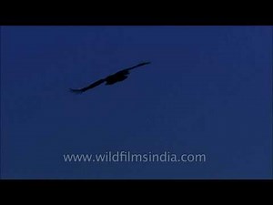 Mountain hawk-eagle in Landour, Uttarakhand