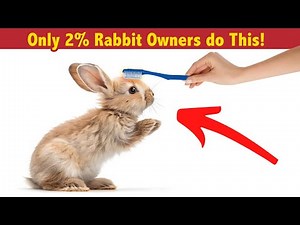 10 Things Rabbits Love and Only 2% of Owners Actually Do!