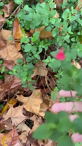 Salvia microphylla- Salvia de los jardines. Plantita muy útil para los trastornos digestivos, en caso de inflamación, diarreas, e incluso en vómitos persistentes❤️❤️🍃♥️🥰 recodamos que los jardines botánicos son museos vivos y no se permite tomar ninguna parte de las plantas por pequeña que sea. 🍃 | Herboristería Marión Aguilera