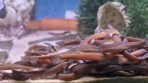 Khuli loach feeding frenzy 🤣 | Pier Aquatics