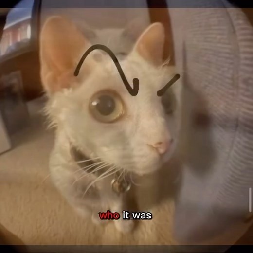 I have two airfryers on Instagram: "Larry is working as a delivery guy now  #larry #foryou #fyp #viral #trending #hobbikats #instagood #instadaily #cat #catmemes #scary #funny #explore"