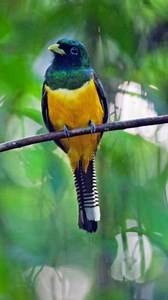 Discover the Enigmatic Black-throated Trogon! 🌳 #Birding #NatureShorts The Black-throated Trogon, with its vibrant plumage and distinctive call, inhabits the dense forests of Central and South America. Known for its cryptic behavior, it perches quietly while hunting insects and small vertebrates. Despite habitat loss, conservation efforts aim to protect its ecosystems. Birdwatchers and nature enthusiasts eagerly seek sightings of this elusive trogon. #BlackThroatedTrogon #BirdWatchingTrends #bi