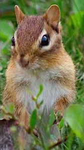 Eastern Chipmunk Tamias Striatus#shorts