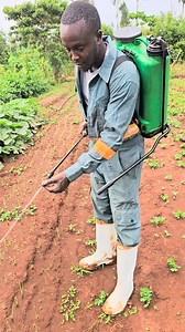 Those who don't know what I mean when I talk about drenching. This is how we drench. Incase there's root rot or when preventing root rot and soil pests or even nutrition. This is it! ~village investor | Ken the farmer