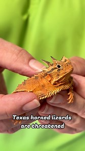 Ever heard of the #TexasHornedLizard? #ZooMiami's newest conservation initiative in collaboration with San Antonio Zoo is working to help this threatened species of horned lizards. 🦎 #LiveZooMiami ✨ p.s. These guys will be on exhibit soon at the Amazon and Beyond!✨ | Zoo Miami