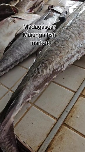 #путешествие #турынамадагаскар #мадагаскар #маджунга #рыба #рынок #majunga #tourstomadagascar #madagascar #fish #fishmarket