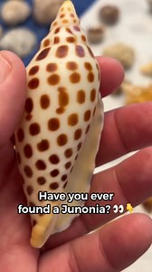Have you ever found a Junonia? 👀🐚👇 This legendary Florida shell is considered one of the rarest beach finds, and for many shellers it’s a lifetime goal. When negative tides and conditions line up just right, magic happens. Are you still searching — or have you found one? Congrats Annie on this epic find! 🎉 💫 Photo cred: Annie Brace Croak “Spent the weekend on Crescent Beach in Siesta Key freezing my butt off, but the negative low tides and my heated vest allowed me to find this bad boy! I a