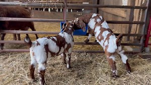 Speak twins at it again | Bentley Bros. Farms