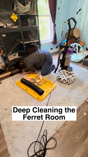 I have 3 different cleaning routines for the ferret room, one is the daily pickup, one is a weekly cleaning and the third is deep cleaning. I scoop their litter boxes, change/freshen their water and food twice a day, and pick up any messes that should be picked up, like spilled food or accidents, although accidents are very rare in their room. They happen more when they’re out running around the house. I change their bedding, vacuum/sweep, and empty their trash can every week, and I deep clean e