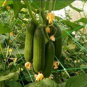[Hot Item] Vegetables Climbing Plastic Trellis and Plant Support Net