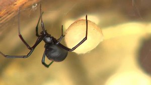 clip-3572498-redback-spider