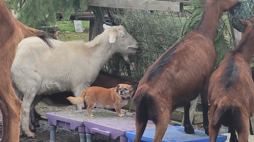 20 reactions | At the Ranch, we have three very different species, so...