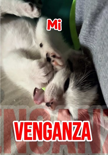Historia de Pelo de Gato 💗🤣🐱