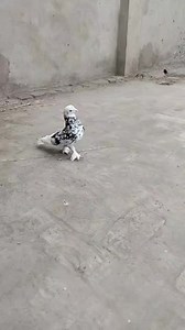 3.2K views · 187 reactions | #kabootar #birds #pigeon ZAIB pigeons loft Rudaba Bibi Deep Ｍｅｍｏｒｙ 퐌퐨퐣퐚퐦퐦퐞퐥 퐇퐨퐬퐞퐧 퐏퐚퐫퐯퐞퐣 Pets&Birds DGK @top fans | Pigeons | Facebook