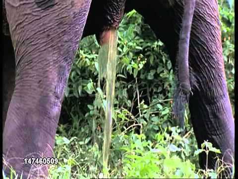elephent urinating up close