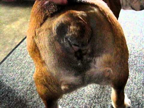 Bulldog Corkscrew Tail removal: post surgery