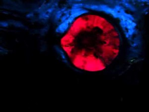 【東京ディズニーシー 海底2万マイル】