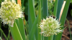 Nahaufnahme der blühenden walisischen Zwiebel (Allium: Stockvideos & Filmmaterial (100 % lizenzfrei) 1009500512 | Shutterstock