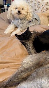 198K views · 2.9K reactions | Putting up with your annoying siblings be like... 臘‍♀️ | Furry Tails | Facebook