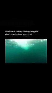 1.7K views · 16 reactions | The name "orca" originates from the Latin...