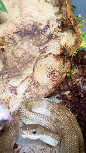 Madagascan Blond Hognose Eating | Snakes 'N' Adders