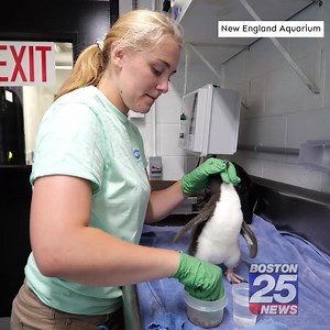 7.1K views · 247 reactions | A southern rockhopper penguin chick is getting closer to joining the rest of the New England Aquarium’s colony after a complicated hatching process. | Boston 25 News | Facebook