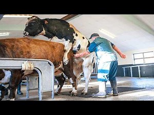 High Tech Cow Insemination & Dairy Farming | How Farmers Raise Millions of Healthy, Productive Cows