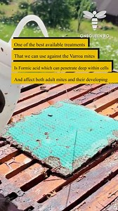 One of the best available treatments that we can use against the Varroa mites is Formic acid which can penetrate deep within cells and affect both adult mites and their developing young For full videos, check these channels: @puelche100 - YouTube @lezzetimkazdagbal - YouTube @BeeMaxColombia - YouTube | OneQueen.ro