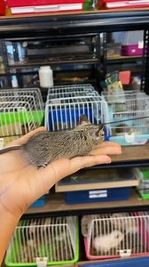 3 comments | Baby degu available now! Tak banyak dah gais. Siapa minat cepat-cepat tekan link dekat ruang koman.  #petsarecute #degu #rodent #smallpet #haiwakesayangan #kedaihaiwan #petshop #damansara | Petsarecute Petshop | Facebook
