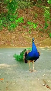 18 reactions | Glimpse of the spectacular and colourful Indian National Bird!!! 連 ❤ #peacock #beautiful #peacockfeathers #peacockdance | Tarun J Barot | Facebook