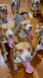 23K views · 881 reactions | Maski indoor fetch basta may competition sa ball 1hr pa lang pagod na sila. Pero they'll keep going Sarap na naman tulog nito mamayafyp #foryoupage #foryou #BeagleLife #BeagleLovers #BeagleNation #BeagleDaily #Baltiksbeaglepawmily | Baltik’s Beagle Pawmily | Facebook