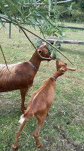 Jack & Rollo our golden Guernsey goat having a willow snack | Caenhill Countryside Centre