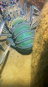 #lobster | Kelsey brown