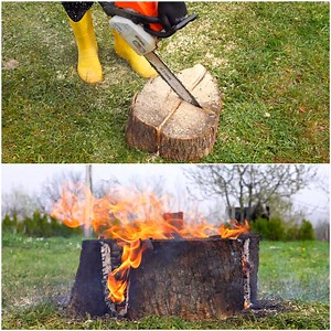 178K views · 224 reactions | Simple and effective tree stump remove | Trendy Magazine | Facebook