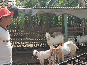 73K views · 906 reactions | Ternak kambing tanpa ngarit | Peternakan Dan Pertanian | Facebook