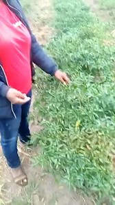 Bird Eye Chilli Pepper This is bird eye chilli pepper It's hot but not too spicy It's the export type when it's on a large scale Extremely tiny and difficult to harvest It command great price when you are selling to FCMG or exporting But not a great one to plant for domestic market. They really don't know the value The pepper can survive on the farm for 2 - 3 years. This batch here is now a year old Planted since last year No irrigation but rain fed This is the third harvest since last year | Fa