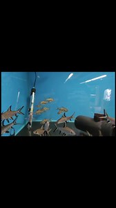 Bala sharks and Flag tails. We have some lovely decently sized specimens in at the moment. Both species do hit pretty hefty sizes if given the right conditions, with the flagtails especially developing some lovely reds and yellows as they mature. Very reasonably priced as well for the size of fish. Get down to Hollybush Aquatics for more info  | Hollybush Pets and Aquatics | Facebook