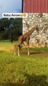 Arrow always has us smiling☺️ #babygiraffe #WildlifeRanchTexas #NaturalBridgeWildlifeRanch #TexastoDo #SaveTheGiraffes #giraffe #DriveThruSafari #GiraffeEncounter #SanAntonio #NewBraunfels | Natural Bridge Wildlife Ranch