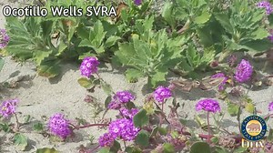 Have you seen big, fat black and green caterpillars throughout the desert? They grow up to be sphinx moths! Here is a video of a sphinx moth drinking nectar from purple sand verbena. Look carefully for its long "proboscis" - a straw-like mouth designed to suck up nectar. | Ocotillo Wells SVRA