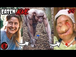 Travis The Chimpanzee Mauling: Charla Nash Was Ripped Apart & Eaten Alive | Update
