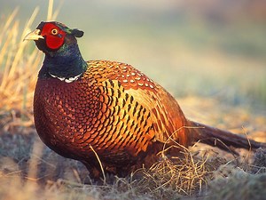 Common pheasant - Alchetron, The Free Social Encyclopedia