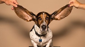 25 Calmest Dog Breeds - Barking Royalty