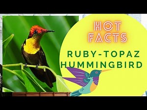 Ruby-topaz Hummingbird facts 🦜 Ruby Topaz 🦜 breeds in tropical northern South America