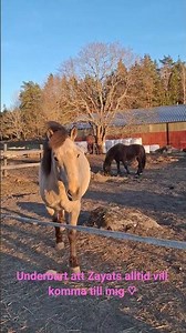 💕 #zayatsthebasjkir #horse #cavallo #konie #horseshorts #hästar #cheval #paard #pferd #basjkirhäst